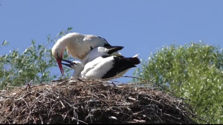 2017-08-13_storchennest