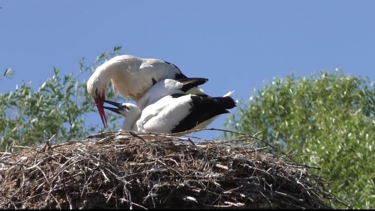 2017-08-13_storchennest