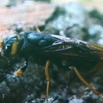 2021-11-09_riesenholzwespe