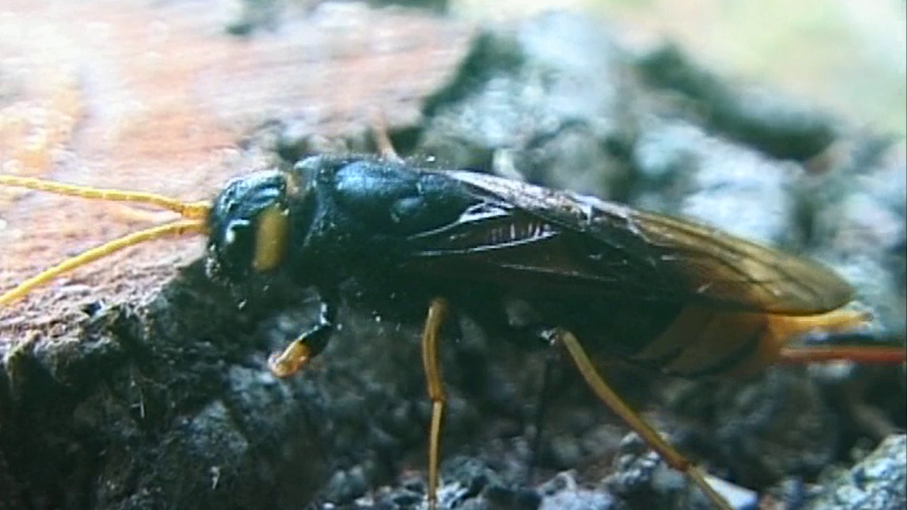 2021-11-09_riesenholzwespe